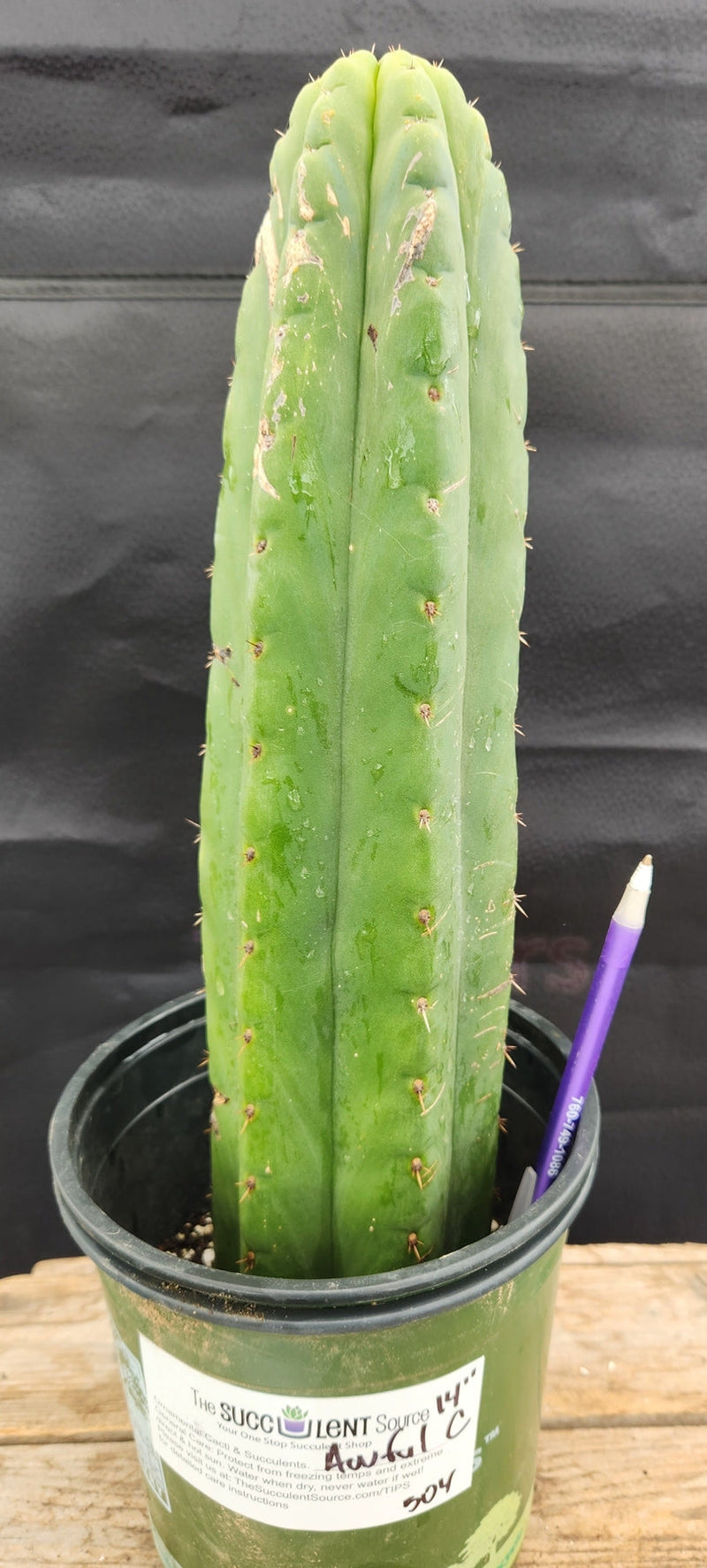 #EC157 EXACT Trichocereus Pachanoi "Awful" Cactus Various sizes