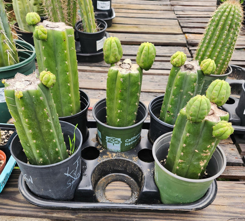 #EC157 EXACT Trichocereus Pachanoi "Awful" Cactus Various sizes