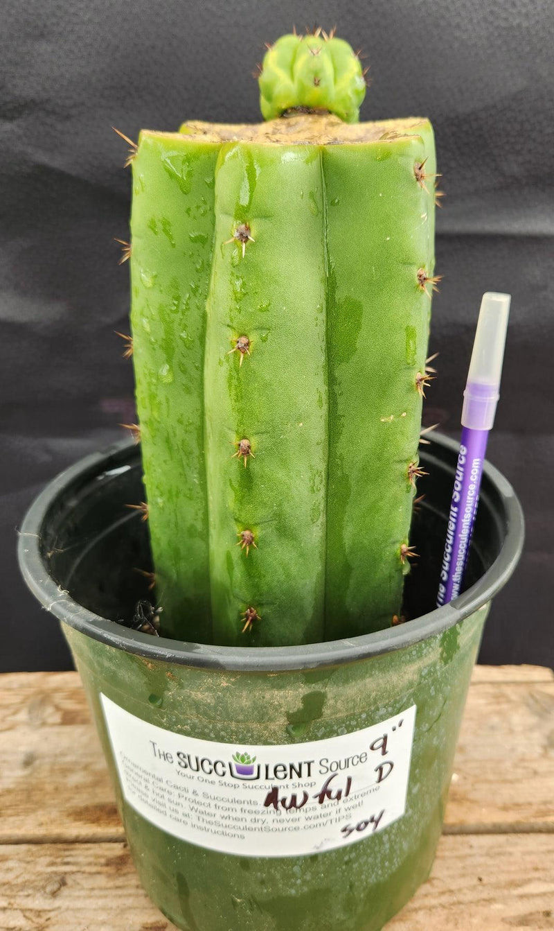 #EC157 EXACT Trichocereus Pachanoi "Awful" Cactus Various sizes