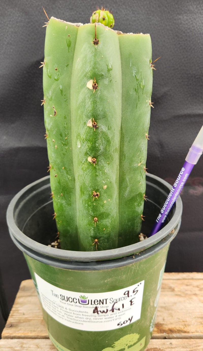 #EC157 EXACT Trichocereus Pachanoi "Awful" Cactus Various sizes