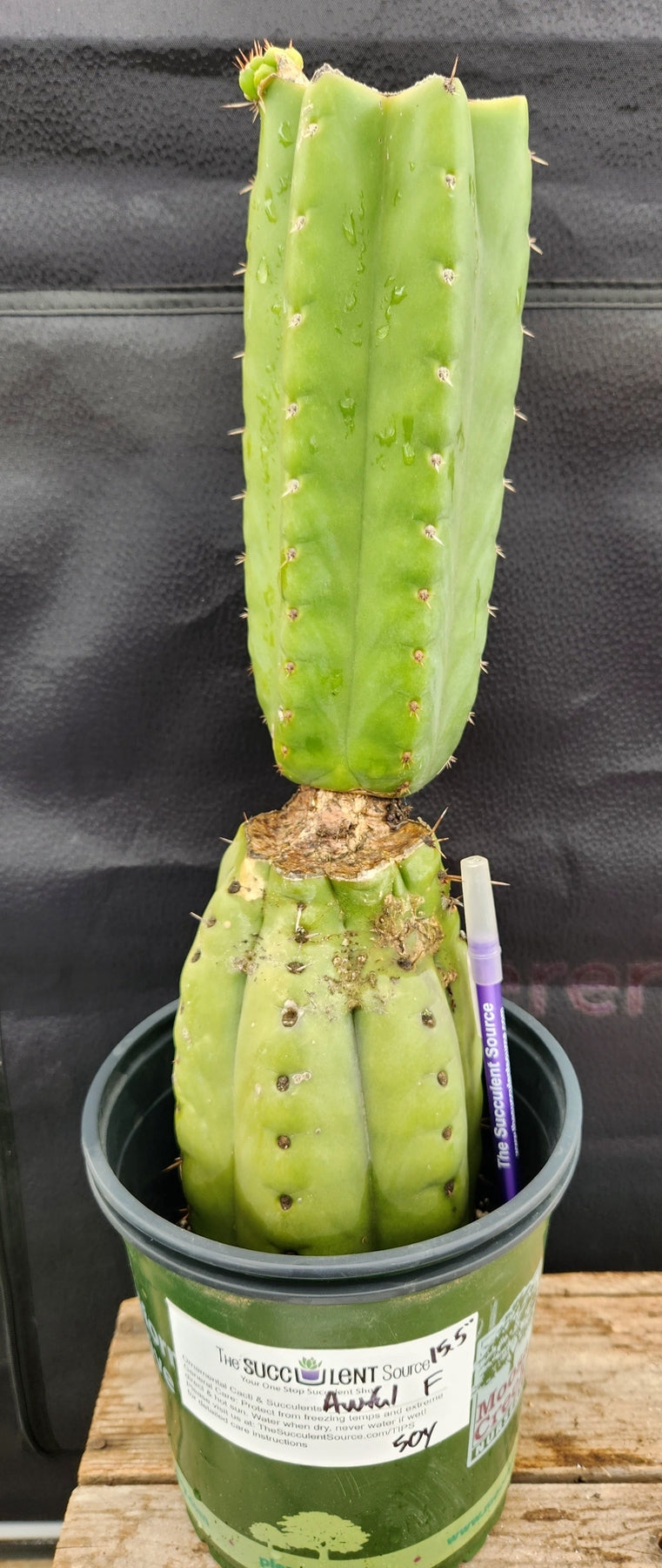 #EC157 EXACT Trichocereus Pachanoi "Awful" Cactus Various sizes