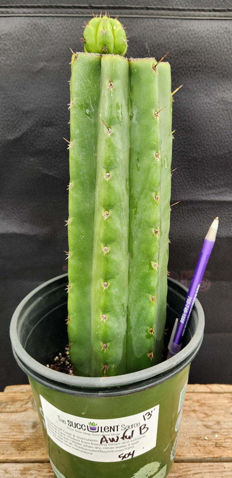 #EC157 EXACT Trichocereus Pachanoi "Awful" Cactus Various sizes