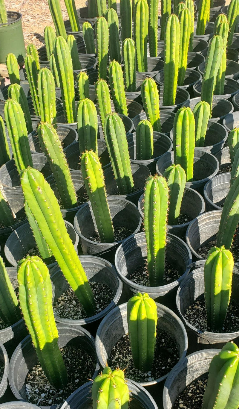 #EC163 EXACT Trichocereus Hybrid Potted Cactus Value Packs