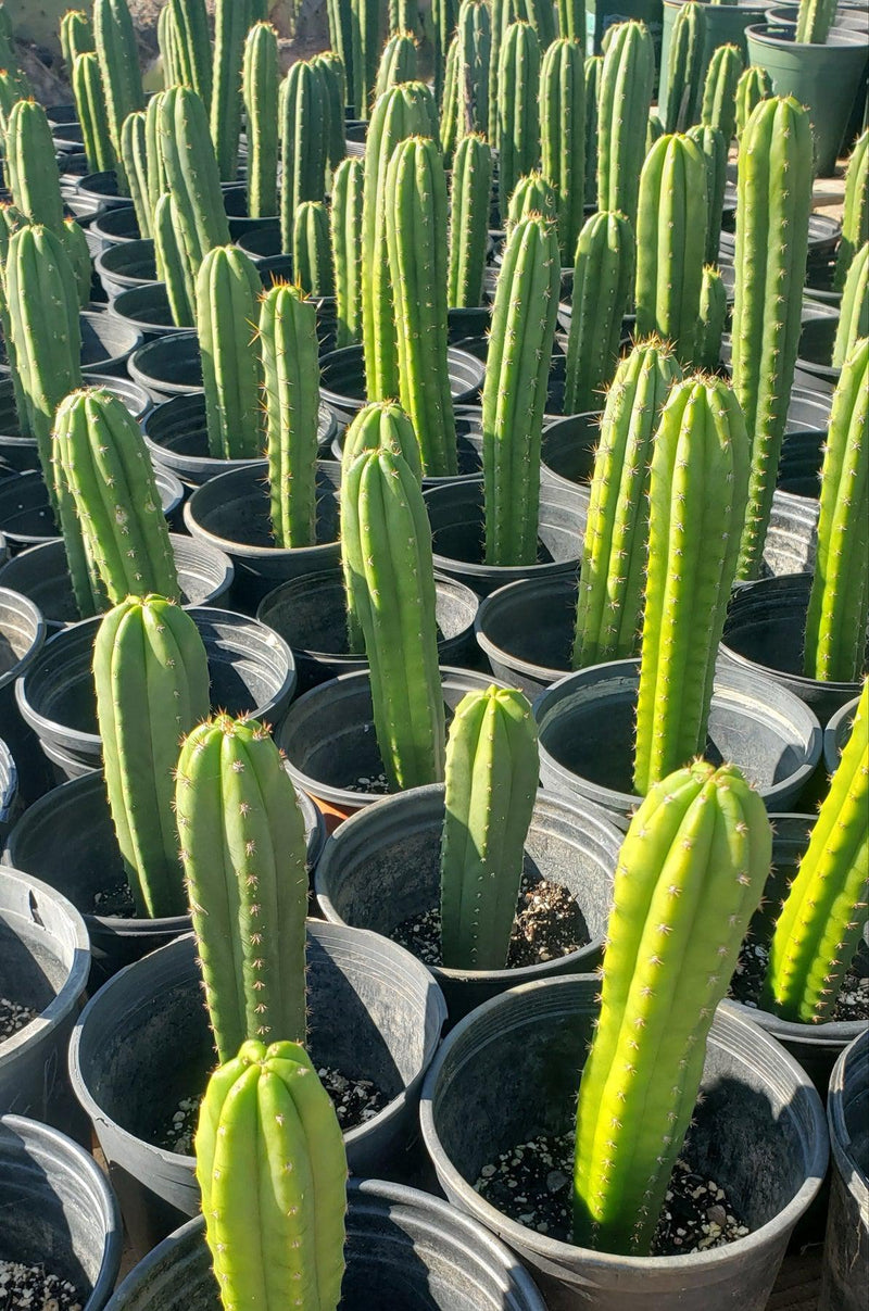 #EC163 EXACT Trichocereus Hybrid Potted Cactus Value Packs