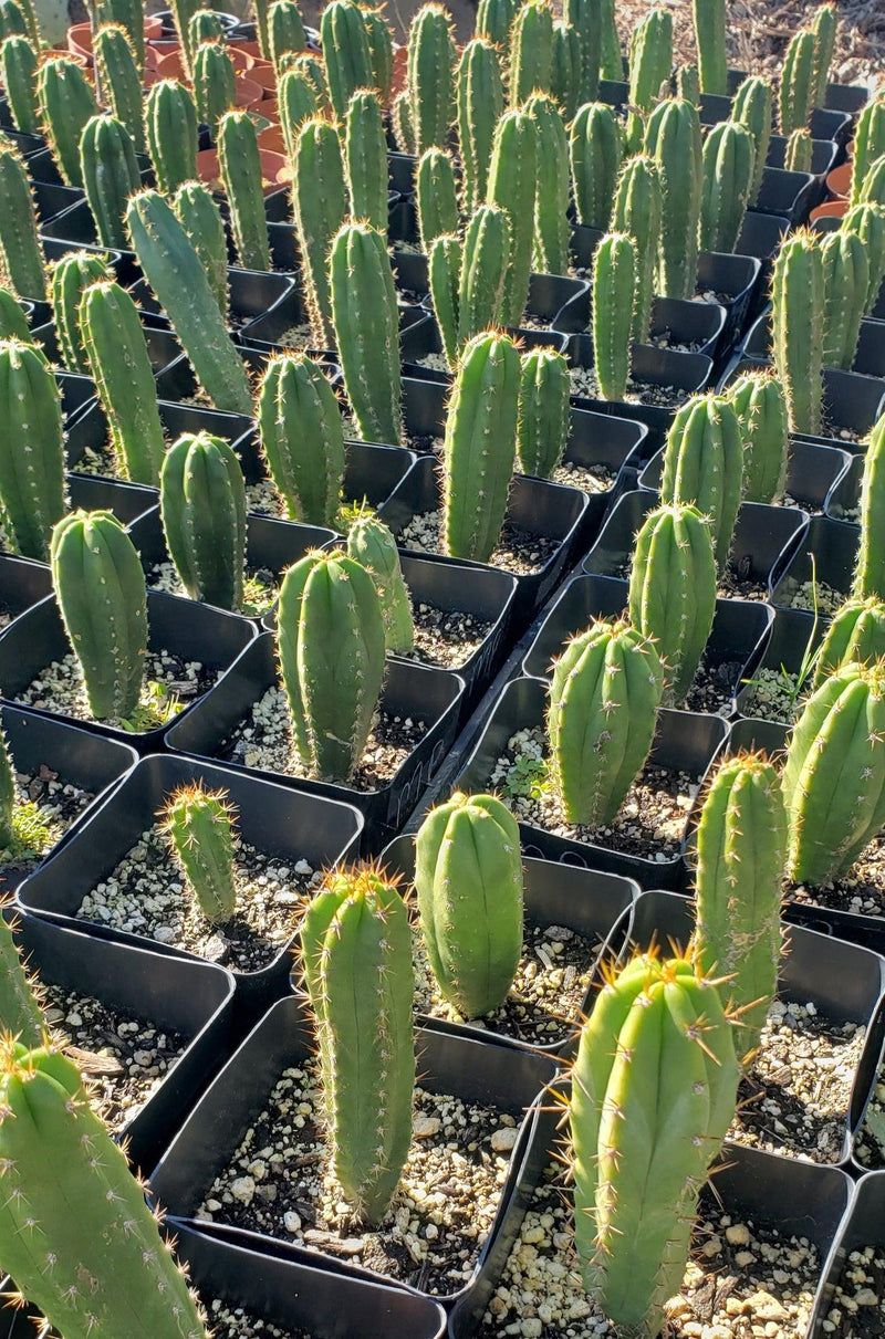 #EC163 EXACT Trichocereus Hybrid Potted Cactus Value Packs