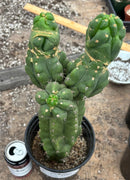 #EC165 EXACT Trichocereus Pachanoi Monstrose TPM Cactus 15”