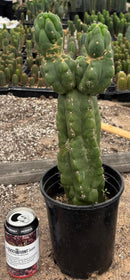 #EC165 EXACT Trichocereus Pachanoi Monstrose TPM Cactus 15”