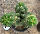 #EC165 EXACT Trichocereus Pachanoi Monstrose TPM Cactus 15”