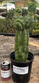 #EC165 EXACT Trichocereus Pachanoi Monstrose TPM Cactus 15”