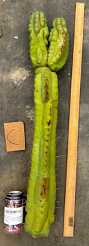 Cactus Cutting Trichocereus Pachanoi Monstrose TPM A To J TLC Long Cuttings For Propagation