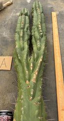 #EC169 EXACT Trichocereus Pachanoi Monstrose TPM Cactus TLC Cuttings A-J