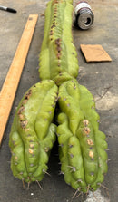 Cactus Cutting Trichocereus Pachanoi Monstrose TPM A To J TLC Long Cuttings For Propagation
