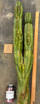#EC169 EXACT Trichocereus Pachanoi Monstrose TPM Cactus TLC Cuttings A-J