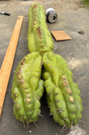 Cactus Cutting Trichocereus Pachanoi Monstrose TPM A To J TLC Long Cuttings For Propagation