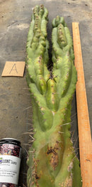 #EC169 EXACT Trichocereus Pachanoi Monstrose TPM Cactus TLC Cuttings A-J