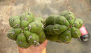 Cactus Cutting Trichocereus Pachanoi Monstrose TPM A To J TLC Long Cuttings For Propagation