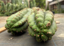 #EC169 EXACT Trichocereus Pachanoi Monstrose TPM Cactus TLC Cuttings A-J