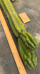 Cactus Cutting Trichocereus Pachanoi Monstrose TPM A To J TLC Long Cuttings For Propagation