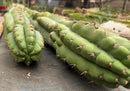 #EC169 EXACT Trichocereus Pachanoi Monstrose TPM Cactus TLC Cuttings A-J