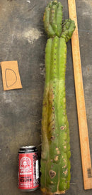 Cactus Cutting Trichocereus Pachanoi Monstrose TPM A To J TLC Long Cuttings For Propagation