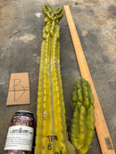 #EC169 EXACT Trichocereus Pachanoi Monstrose TPM Cactus TLC Cuttings A-J