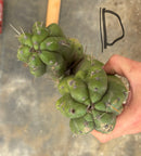 Cactus Cutting Trichocereus Pachanoi Monstrose TPM A To J TLC Long Cuttings For Propagation