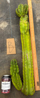 #EC169 EXACT Trichocereus Pachanoi Monstrose TPM Cactus TLC Cuttings A-J