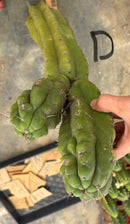 Cactus Cutting Trichocereus Pachanoi Monstrose TPM A To J TLC Long Cuttings For Propagation