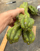 #EC169 EXACT Trichocereus Pachanoi Monstrose TPM Cactus TLC Cuttings A-J