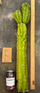Cactus Cutting Trichocereus Pachanoi Monstrose TPM A To J TLC Long Cuttings For Propagation