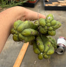 #EC169 EXACT Trichocereus Pachanoi Monstrose TPM Cactus TLC Cuttings A-J