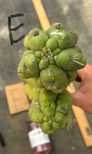 Cactus Cutting Trichocereus Pachanoi Monstrose TPM A To J TLC Long Cuttings For Propagation