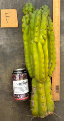 Cactus Cutting Trichocereus Pachanoi Monstrose TPM A To J TLC Long Cuttings For Propagation