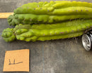 Cactus Cutting Trichocereus Pachanoi Monstrose TPM A To J TLC Long Cuttings For Propagation