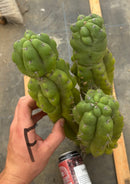 Cactus Cutting Trichocereus Pachanoi Monstrose TPM A To J TLC Long Cuttings For Propagation