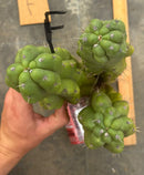 Cactus Cutting Trichocereus Pachanoi Monstrose TPM A To J TLC Long Cuttings For Propagation