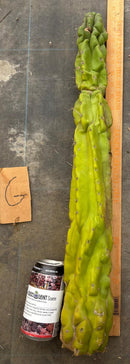 Cactus Cutting Trichocereus Pachanoi Monstrose TPM A To J TLC Long Cuttings For Propagation
