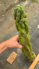 Cactus Cutting Trichocereus Pachanoi Monstrose TPM A To J TLC Long Cuttings For Propagation