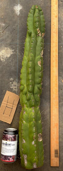 Cactus Cutting Trichocereus Pachanoi Monstrose TPM A To J TLC Long Cuttings For Propagation