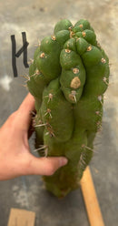 Cactus Cutting Trichocereus Pachanoi Monstrose TPM A To J TLC Long Cuttings For Propagation