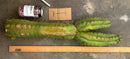 Cactus Cutting Trichocereus Pachanoi Monstrose TPM A To J TLC Long Cuttings For Propagation