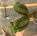 Cactus Cutting Trichocereus Pachanoi Monstrose TPM A To J TLC Long Cuttings For Propagation