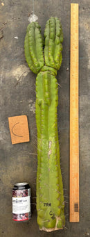 Cactus Cutting Trichocereus Pachanoi Monstrose TPM A To J TLC Long Cuttings For Propagation