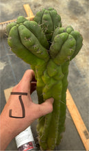 Cactus Cutting Trichocereus Pachanoi Monstrose TPM A To J TLC Long Cuttings For Propagation