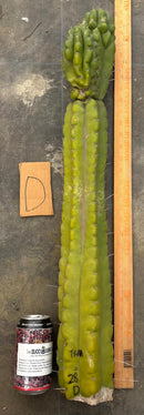 Cactus Cutting Trichocereus Pachanoi Monstrose TPM A To J TLC Long Cuttings For Propagation