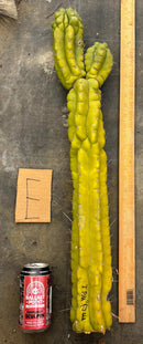 Cactus Cutting Trichocereus Pachanoi Monstrose TPM A To J TLC Long Cuttings For Propagation