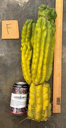 Cactus Cutting Trichocereus Pachanoi Monstrose TPM A To J TLC Long Cuttings For Propagation