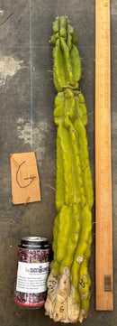 Cactus Cutting Trichocereus Pachanoi Monstrose TPM A To J TLC Long Cuttings For Propagation