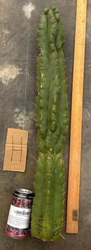 Cactus Cutting Trichocereus Pachanoi Monstrose TPM A To J TLC Long Cuttings For Propagation