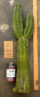 Cactus Cutting Trichocereus Pachanoi Monstrose TPM A To J TLC Long Cuttings For Propagation